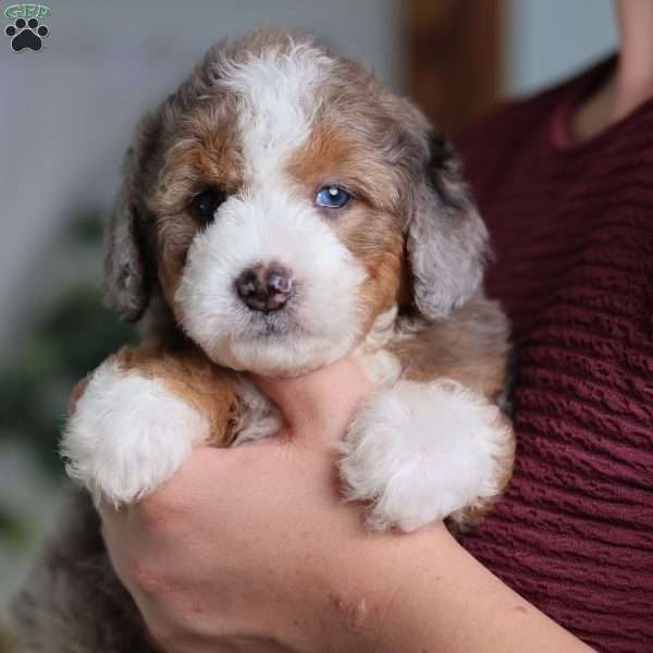 Donald, Mini Bernedoodle Puppy
